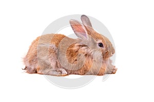 Baby cute rabbits has a pointed ears, on white isolated background