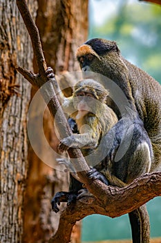 Baby De Brazza's Monkey with its mother sitting on a tree photo