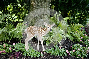 Baby Deer