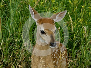 Baby Deer