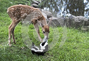 Baby deer with baby skunks