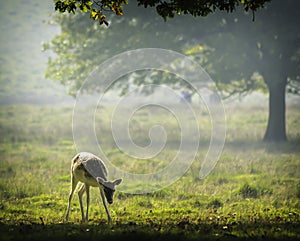 Baby deer in the early morning sunlight