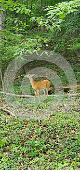 Baby deer eats fresh vegetation