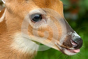 Baby Deer, Faun Face Detail Closeup photo