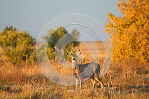 Baby Deer in a Field with Autumn Leaves at Sunset