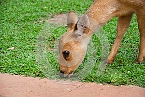 Baby deer finding to eat green grass