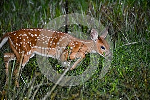 baby deer in the Florida forest