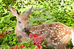 Baby Deer photo