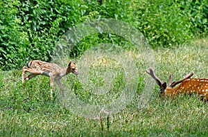 Wild animal. Family in green grass. Baby deer and his father photo