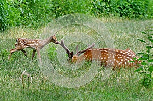 Wild animal. Family in green grass. Baby deer and his fother photo