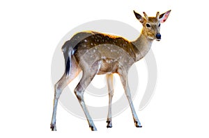 Baby deer isolated in white background