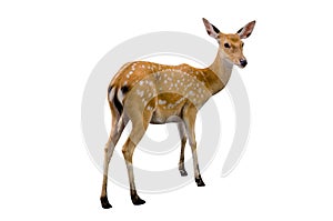 Baby deer isolated in white background