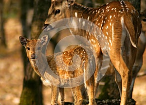 Un bambino cervo un madre 