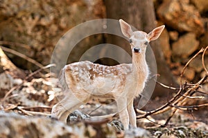 Baby deer portrait out in a farm. Close up view.