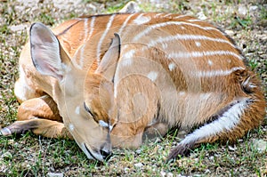 Baby Deer Sleeping