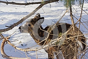 Baby deer in snow covered forest in Mont Saint Bruno park, Quebec