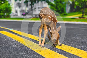 Baby deer stops to investigate yellow lines