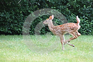 Baby deer in summer, Bambi