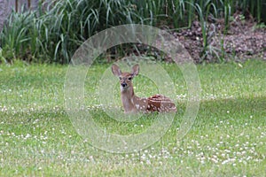 Baby deer in summer, Bambi photo