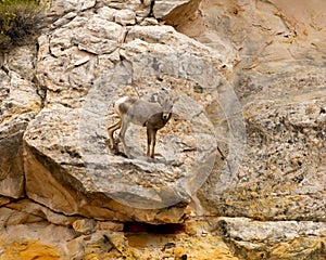 Baby Desert Bighorn Sheep Capitol Reef National Park