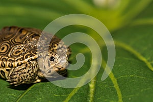 Baby Diamondback Terrapin