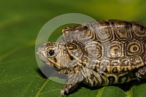 Baby Diamondback Terrapin