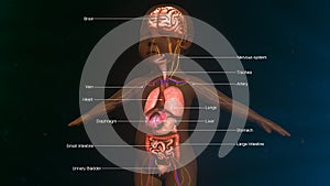 Baby Digestive System Anatomy photo