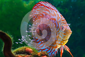 Baby discus fish swimming in freshwater.