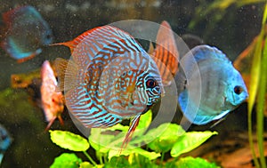 Baby discus fish