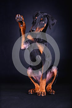 Baby doberman dog