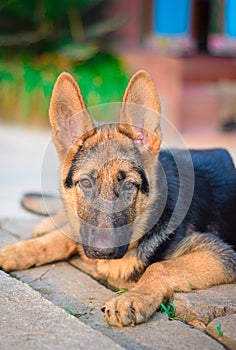 Baby Dog jerman shepherd in india