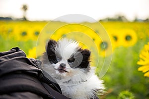 The baby dog siting on bag in sunflower field