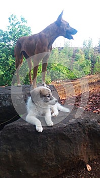 Baby dog white color and dog orenge color photo