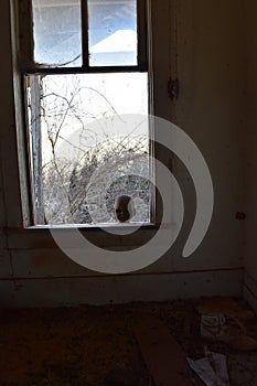 Baby Doll Head in the Window of Old House