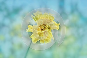 `Baby Doll` Hybrid Daffodil HDR card stock photo by ZDS