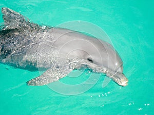 Baby dolphin in a deep blue sea