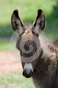 Baby donkey