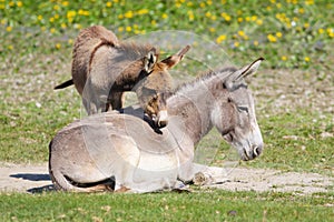 Baby donkey  cuddle with mother on the floral meadow