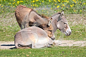 Baby donkey  cuddle with mother on the floral pasture