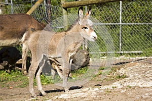 Baby Donkey foal