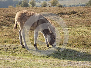 Baby Donkey foal in the New Forest Hampshire