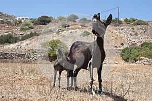 Baby donkey and his mother