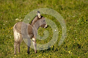 Baby donkey I