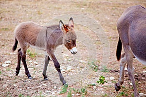 Baby donkey mule with mother