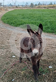 Baby Donkey Resting Alongside Field