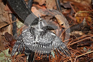 Baby Downey Woodpecker