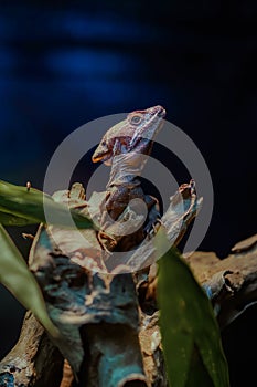 Baby Dragon Cold Blooded Reptile photo