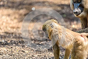 Baby Drill (Mandrillus Leucophaeus)