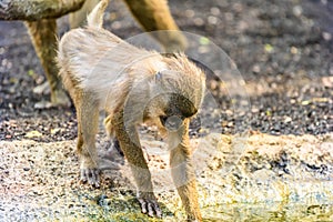 Baby Drill (Mandrillus Leucophaeus)