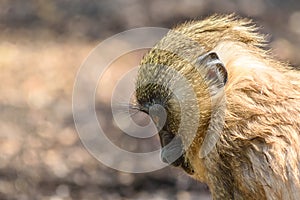 Baby Drill (Mandrillus Leucophaeus)